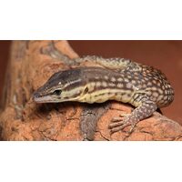 Ridged Tailed Ackies Monitor