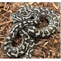 Julatten Jungle Python