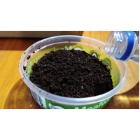 Fish Organic Springtail Culture Tub