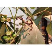 Spiny Leaf Stick Insects