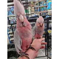 Handreared Galah - Captive Bred