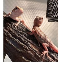 Bearded Dragon Hypo Trans 