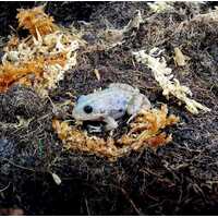 Albino Spotted Marsh Frog