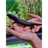 Melanistic Blue Tongue