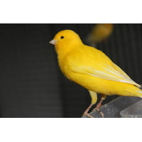 Border Canary