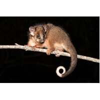 Handraised Common Ringtail Possum Joey