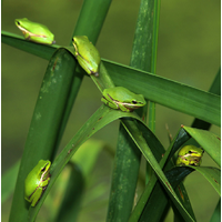 Eastern Dwarf Tree Frog