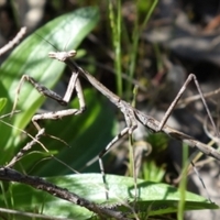 Purple Wing Pray Mantis