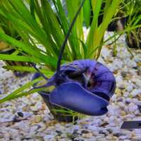 Purple Foot Mystery Snail Small