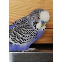 English Budgie