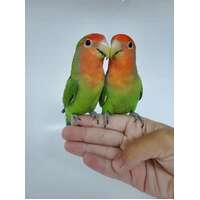 Handreared Lovebird