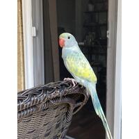 Handraised Pied Indian Ringneck