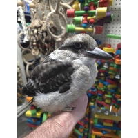 Handreared Laughing Kookaburra