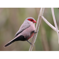 Common Waxbill