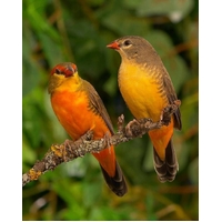 Orange Breasted Waxbill