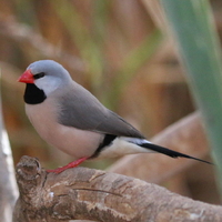 Long Tail Finch