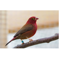 African Fire Finch