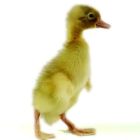 Indian Runner Duckling