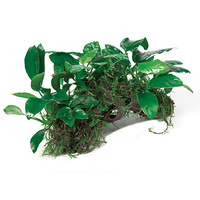 Anubias Rainforest Garden On Driftwood 