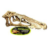 Komodo Raptor Skull Small