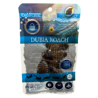 Jurassic Natural Dubia Roach 5pcs Super Fresh Insects