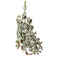 Reptile One Hanging Plant Tradescantia Green Silver 70cm 46707