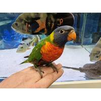 Handreared Rainbow Lorikeet