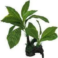 Amazon Jungle Giant Lemon Tree 28cm