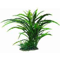 Amazon Jungle Flowering Spinifex Tree 30cm