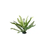 Amazon Jungle Boston Fern Upright L 30cm