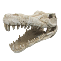 URS Croc Skull Extra Large 41cm