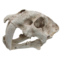 URS Sabre Tooth Skull 34x19x20cm