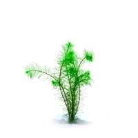 Filigree Milfoil Bunch