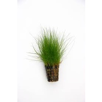 Hairgrass 5cm Pot