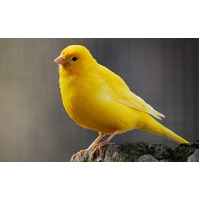 Canary