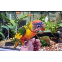 Handreared Double Factor Pied Rainbow Lorikeet