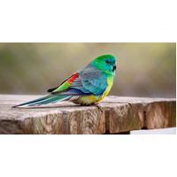 Red Rumped Parrot