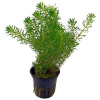 Myriophyllum Roraimi Milfoil Pot