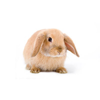 Mini Lop Eared Rabbit