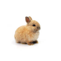 Netherland Dwarf Rabbit