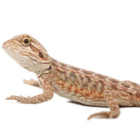 Bearded Dragon Hypo 