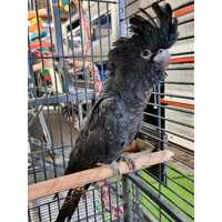 Handreared Red-Tailed Black Cockatoo