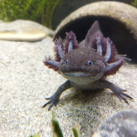 Assorted Axolotl 10cm - 15cm Mostly Black 