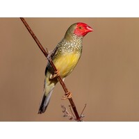 Star Finch