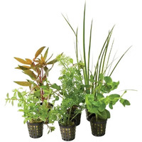 Assorted Aquarium Plant 1 Pack - 5cm Pot 