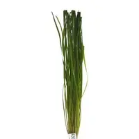 Thin Vallisneria Bunch