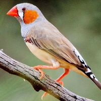 Zebra Finch