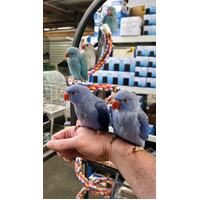 Handreared Indian Ringneck 