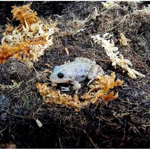 Albino Spotted Marsh Frog