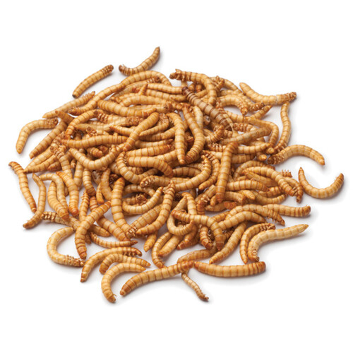 Fish Organic Mealworms 25g